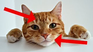 26 Surprising Facts About TABBY CATS [upl. by Oehsen32]