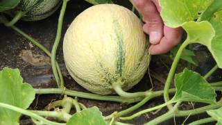 How to Tell When Your French Charentaistype Melons Are Ready for Harvest [upl. by Traver]