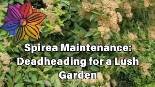 Spirea Maintenance Deadheading for a Lush Garden [upl. by Llezom]