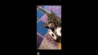 Cat reaction in her new toy meme cutekitty smartcat [upl. by Nottus823]