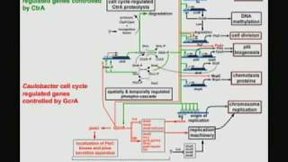 The Systems Architecture of a Bacterial Cell Cycle with Lucy Shapiro [upl. by Pet921]