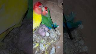 Mini vlogs with birds 🦜 birds breeding tips minivlog parrot birdslover birds [upl. by Narbig879]