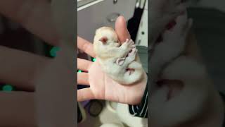 petauro dello zucchero Sugar Glider animals youtubeshorts animali [upl. by Belva]