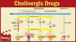 Pharmacology ANS 2  Cholinergic Drugs  Agonists and Antagonists [upl. by Burck]