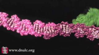 Mechanism of Recombination [upl. by Jacky307]