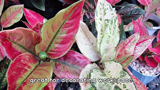 MOST POPULAR AGLAONEMA PLANT VARIETIES [upl. by Fanchon]