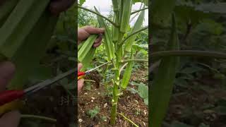 MBEGU ZA BAMIA  ROYAL SEED  OKRA  CLEMSON SPINELESSUjazo 250gBei 18000TshCall [upl. by Ruosnam]