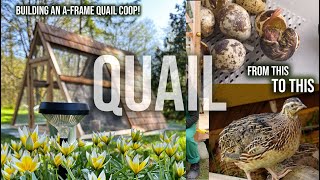 EVERYTHING QUAIL INCUBATING HATCHING BUILDING AFRAME QUAIL COOP amp MOVING OUTSIDE [upl. by Asseralc]