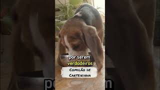 CURIOSIDADES SOBRE O CÃO BEAGLE [upl. by Luemas]