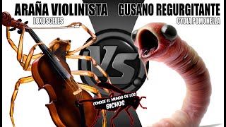 ARAÑA VIOLINISTA VS GUSANO REGURGITANTE [upl. by Angelis669]