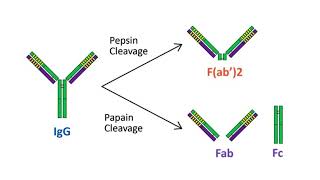 Antigen Antibody interactions [upl. by Guerra]