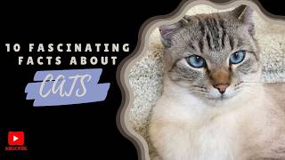 Cat Lovers Dont Miss This 10 Shocking Cat Facts [upl. by Caesaria595]