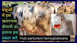 Post Parturient Hemoglubinaria Tretment in Dairy AnimalsMetabolic DisorderSymptomsDiagnosis [upl. by Gates]