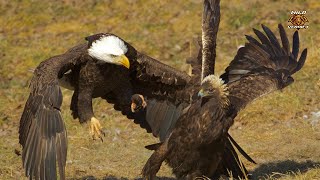 Bald Eagle vs Harpy Eagle   The Ultimate Fight 2023 [upl. by Odlonra]