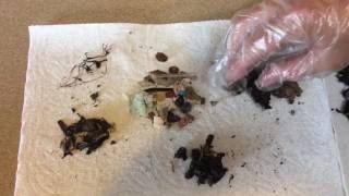 Inside the Bolus Laysan Albatrosses and Plastic Ingestion – May 26 2017 [upl. by Nylaf]