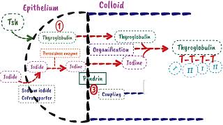 Synthesis Of Thyroid Hormone  Endocrine Physiology [upl. by Ileak398]