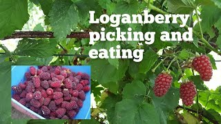 Loganberry  the joy of picking and eating these delicious fruit  hybrid berries [upl. by Eilram]