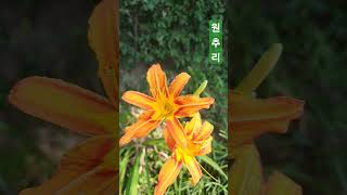 원추리 원추리 Hemerocallis fulva [upl. by Agarhs]