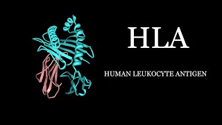 HLA  Human Leukocyte Antigen Simplified [upl. by Nannah792]