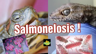 SALMONELOSIS EN REPILES  Como prevenir la salmonelosis [upl. by Enelym]