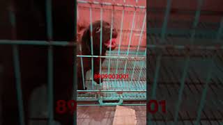 chocolate Labrador available contact 8909003001 labrador chocolate doglover puppy pets [upl. by Otrebmal136]