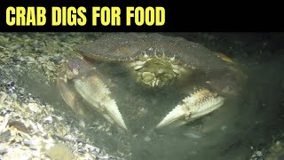 Dungeness Crab Digs For Food 3  Salish Sea Marine Wildlife [upl. by Vicky]