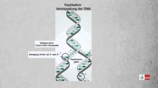 Replikation Verdoppelung der DNA Biologie  Klett Lerntraining [upl. by Nashner]