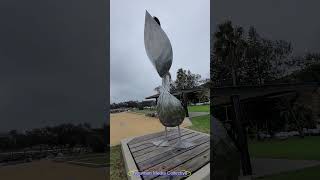 Pelican Sculpture Nambucca Heads NSW Australia birds [upl. by Goldstein]