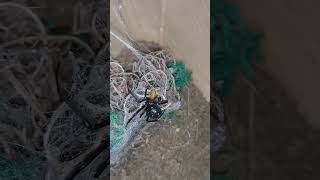 Latrodectus menavodi feeding widow latrodectus alesti [upl. by Astor]