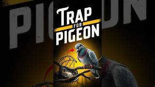 Trap For Pigeon 🦜 pigeon foryou short [upl. by Anerac]