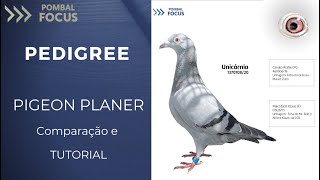 TUTORIAL PEDIGREE PROGRAMA  Pombo Correio [upl. by Veno32]