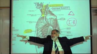 ANATOMY MUSCLES OF THE SHOULDER amp UPPER ARM by Professor Fink [upl. by Beane]