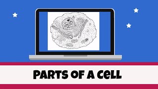 Cell Organelles and their functions [upl. by Maxwell343]