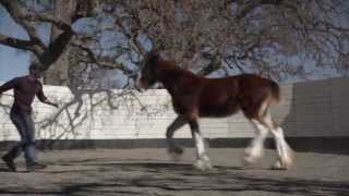 Best Commercials of 2013 Budweiser quotThe Clydesdales Brotherhoodquot [upl. by Kasper152]