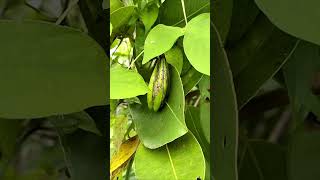 Calophyllum Mast Wood Beauty LeCalophyllum Khmerbugs naturephotography shorts shortvideo [upl. by Ennaxor]