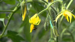 Polinización en Tomate larga vida bajo invernadero [upl. by Nashom]