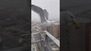 Herring Gulls Larus argentatus [upl. by Samalla]