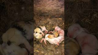 10 DAYS  20 DAYS OLD BUNNIES rabbit bunny bestfriend viralshorts viralvideo cutebaby pets [upl. by Heisser]