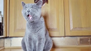 British Shorthair Kittens Sweetest Little Meow [upl. by Oivatco]