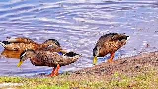 Feed Mallards by the lake 🦆🦆🦆🦆🩵 [upl. by Lomax185]