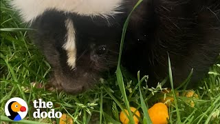 Orphaned Skunk Follows Woman Home  The Dodo [upl. by Corney]