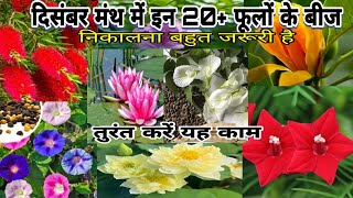 December मंथ में इन 20 फूलों के बीज को निकालना जरूरी है permanent flowering plant collect seeds [upl. by Schreibe217]