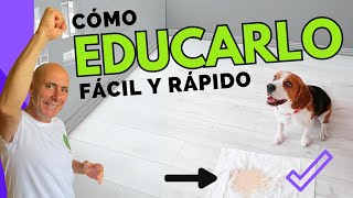 Cómo ENTRENAR a tu CACHORRO RAPIDO Resultados desde 1r día [upl. by Wahl]