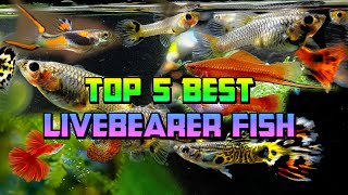 Top 5 Best Livebearer Fish for a Freshwater Aquarium [upl. by Annairoc316]