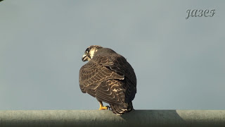 ハヤブサの鳴き声 Peregrine Falcon [upl. by Airotkiv842]