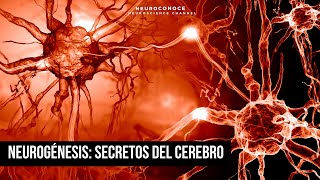 Potencia tu mente Descubre el poder de la Neurogénesis en la creación de nuevas células cerebrales [upl. by Yelram]