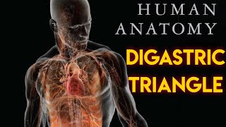 DIGASTRIC TRIANGLE  GENERAL ANATOMY [upl. by Ahsak309]