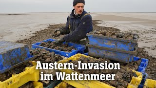 Pazifische Austern erobern das Wattenmeer  SPIEGEL TV für ARTE Re [upl. by Anilat475]