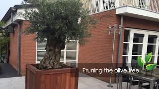 Pruning the olive tree  OlivetreeSpecialistcouk [upl. by Raseta]