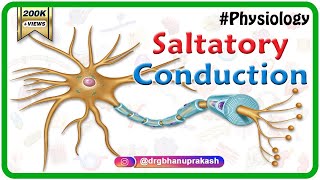 Saltatory conduction  Conduction through Myelinated nerve fiber  Physiology medical animations [upl. by Alana837]